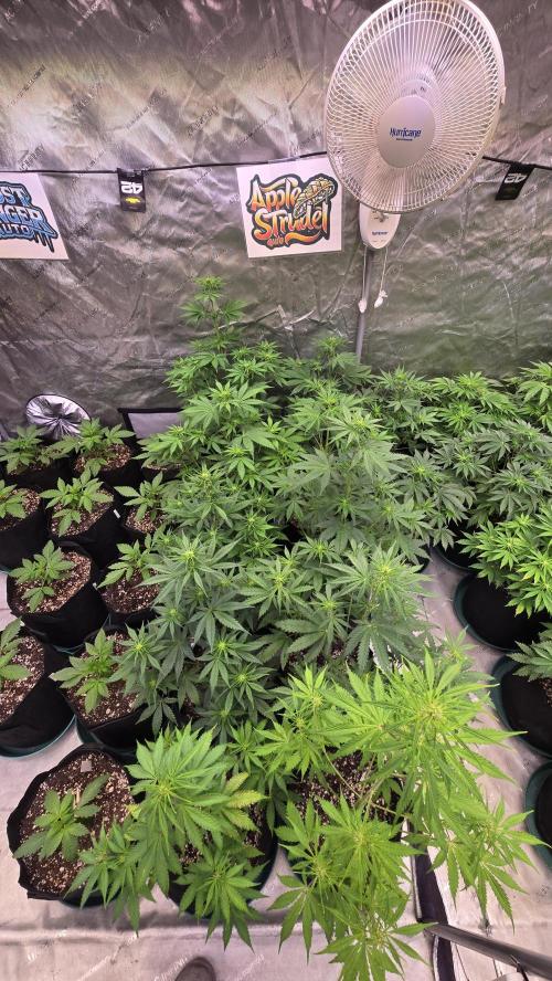 AppleStrudelAuto. Week 4