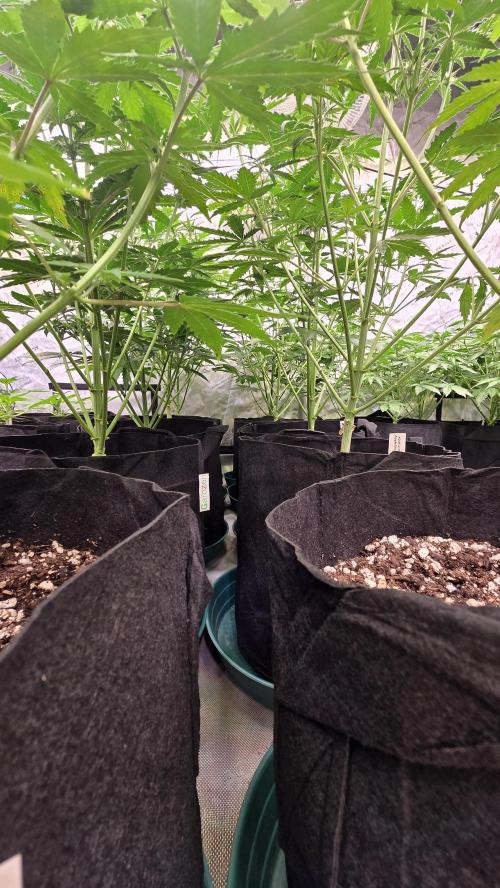 AppleStrudelAuto. Week 4