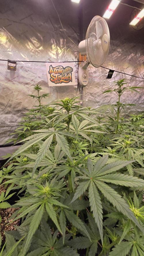 AppleStrudelAuto. Week 4