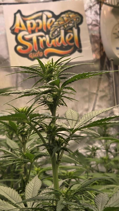 AppleStrudelAuto. Week 4