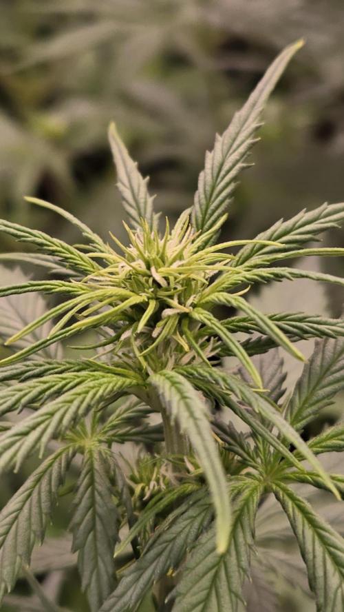 AppleStrudelAuto. Week 4