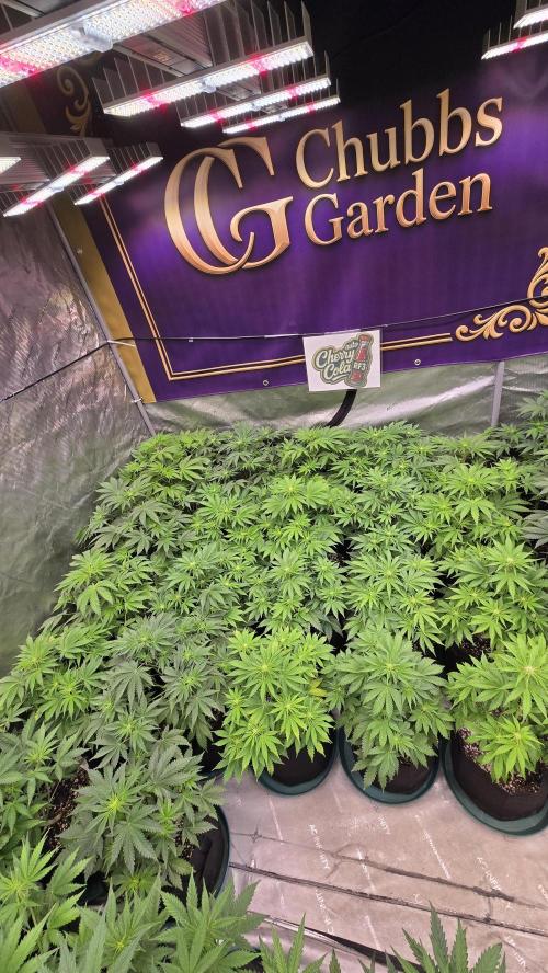 CherryColaAuto (RF3). Week 4