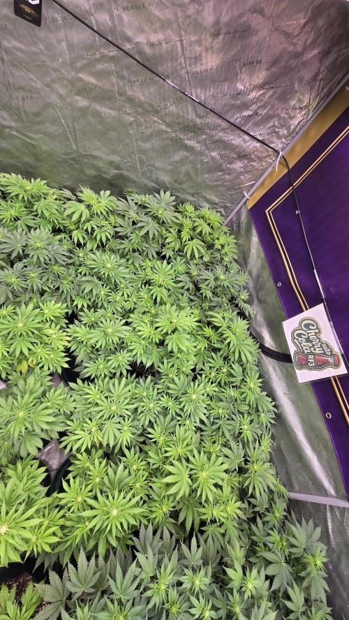 CherryColaAuto (RF3). Week 4