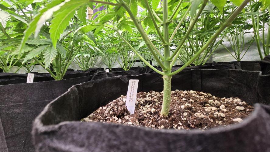 CherryColaAuto (RF3). Week 4