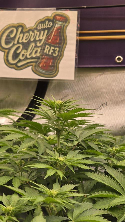CherryColaAuto (RF3). Week 4