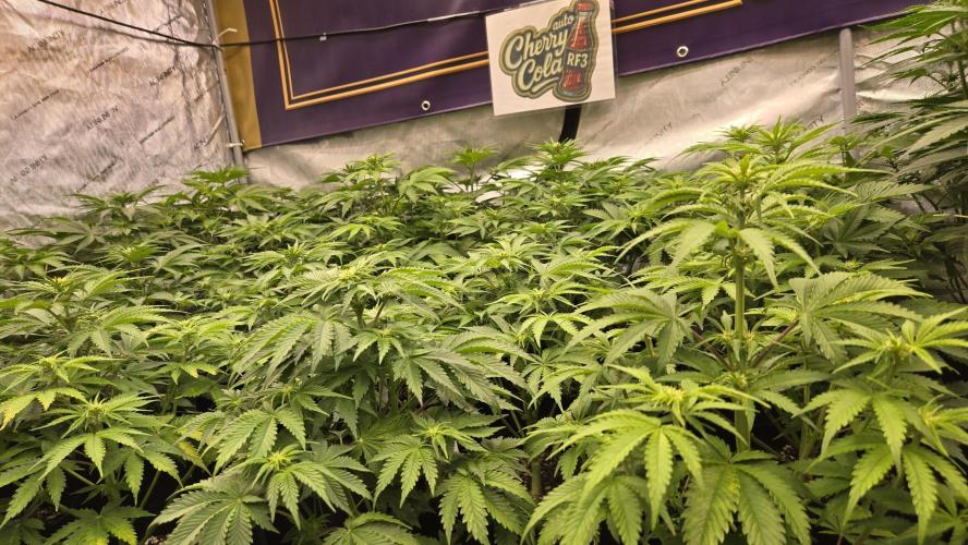 CherryColaAuto (RF3). Week 4