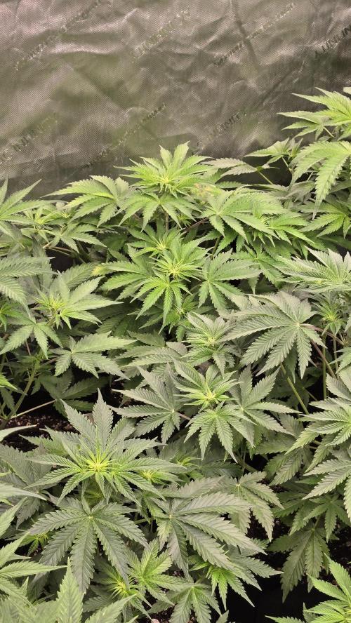 CherryColaAuto (RF3). Week 4