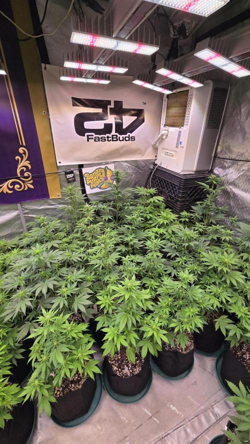 BananaPurplePunchAuto(RF3). Week 4