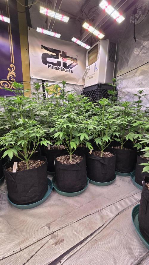 BananaPurplePunchAuto(RF3). Week 4