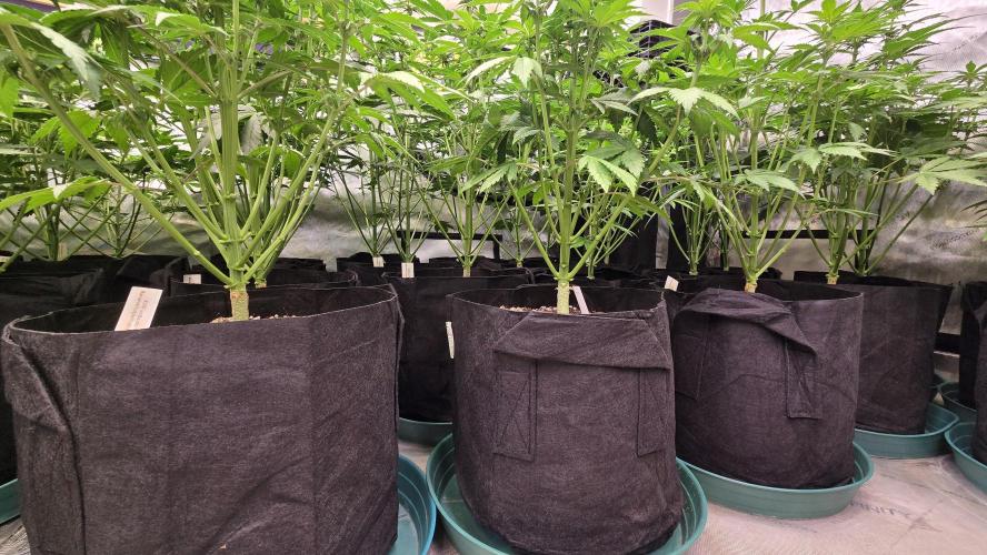 BananaPurplePunchAuto(RF3). Week 4