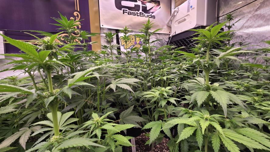 BananaPurplePunchAuto(RF3). Week 4