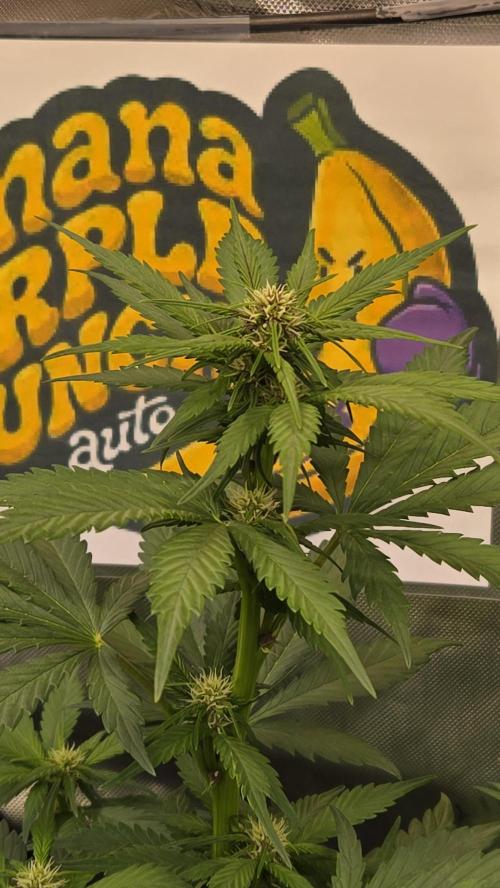 BananaPurplePunchAuto(RF3). Week 4