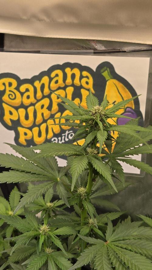 BananaPurplePunchAuto(RF3). Week 4
