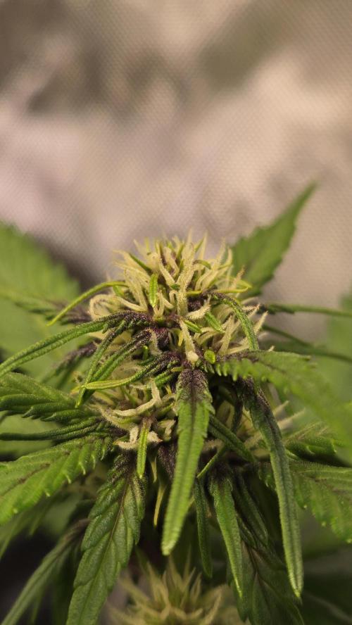 BananaPurplePunchAuto(RF3). Week 4