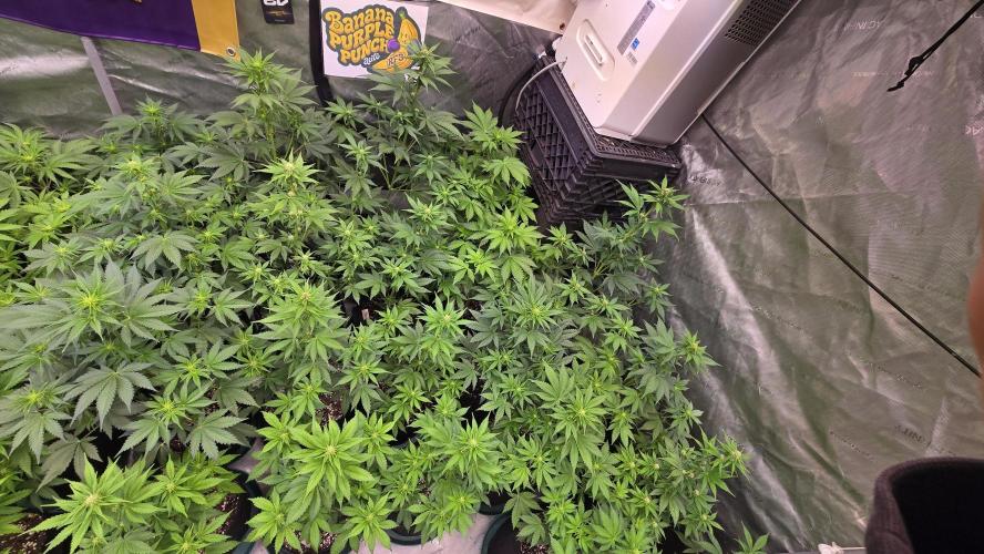 BananaPurplePunchAuto(RF3). Week 4