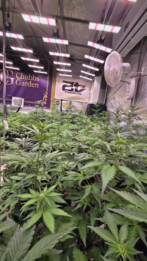 BananaPurplePunchAuto(RF3). Week 4