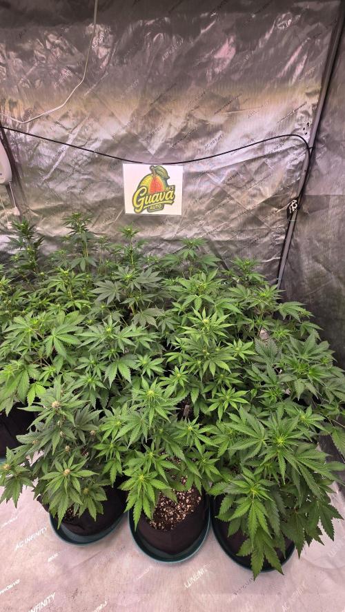 GuavaAuto(RF3). Week 4
