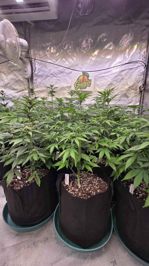 GuavaAuto(RF3). Week 4