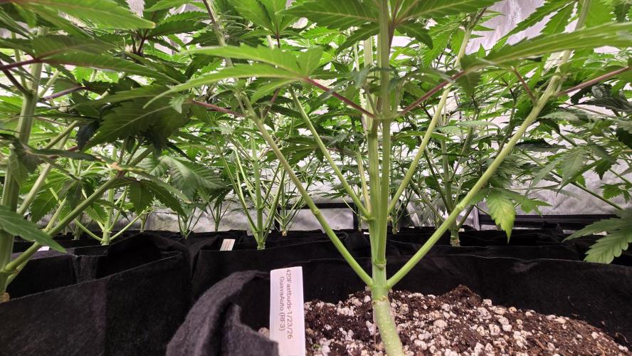 GuavaAuto(RF3). Week 4