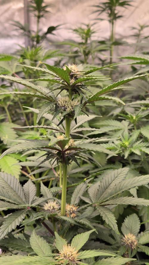 GuavaAuto(RF3). Week 4