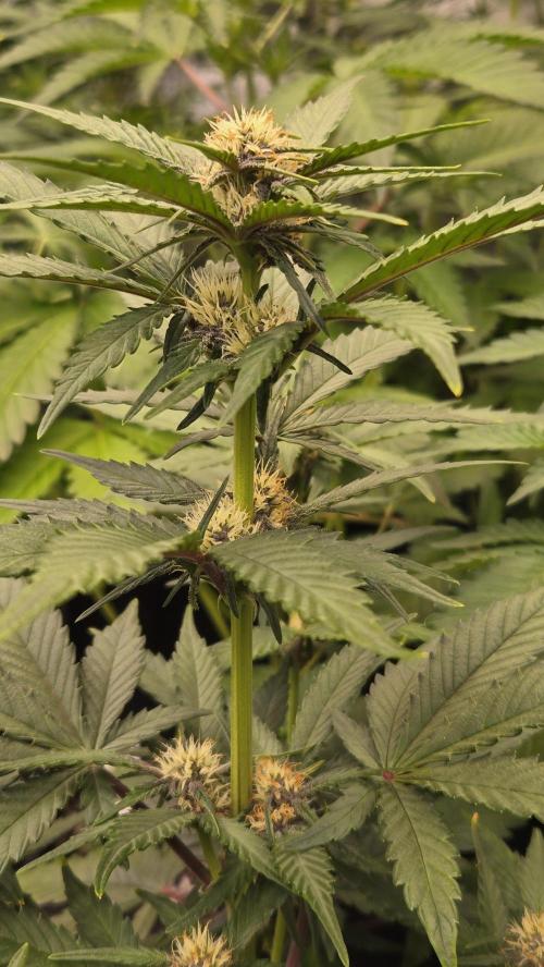 GuavaAuto(RF3). Week 4