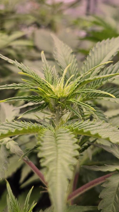 GuavaAuto(RF3). Week 4