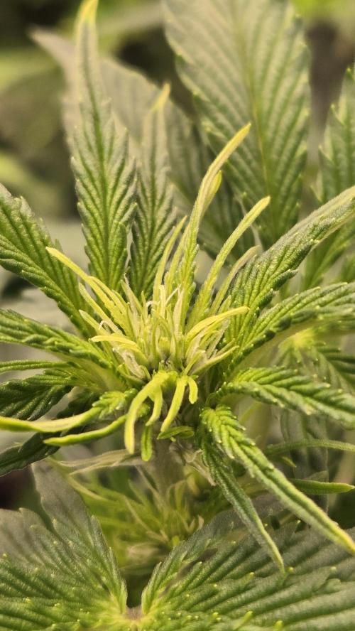 GuavaAuto(RF3). Week 4
