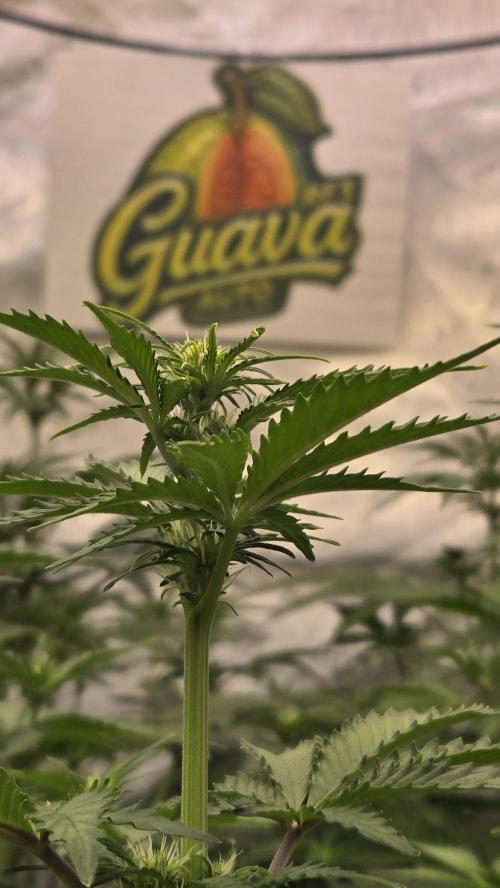 GuavaAuto(RF3). Week 4