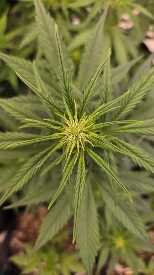 GuavaAuto(RF3). Week 4