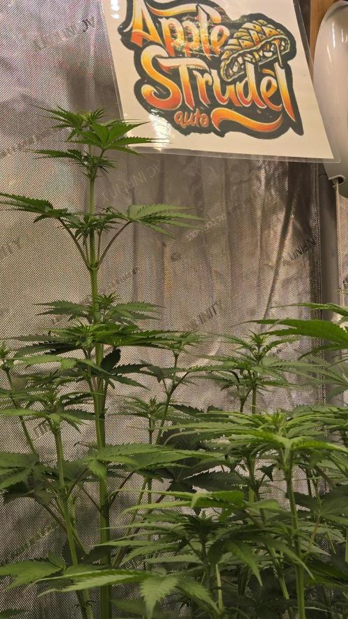 GuavaAuto(RF3). Week 4