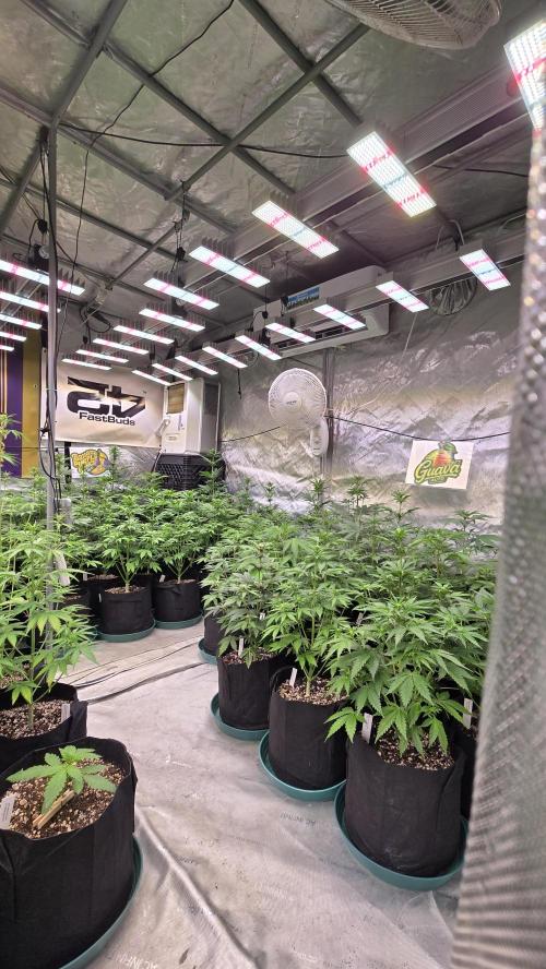 GuavaAuto(RF3). Week 4