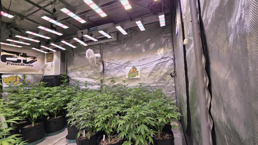 GuavaAuto(RF3). Week 4