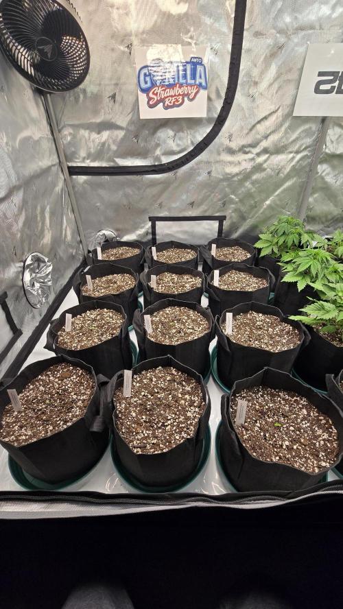 StrawberryGorillaAuto(RF3). Week 0