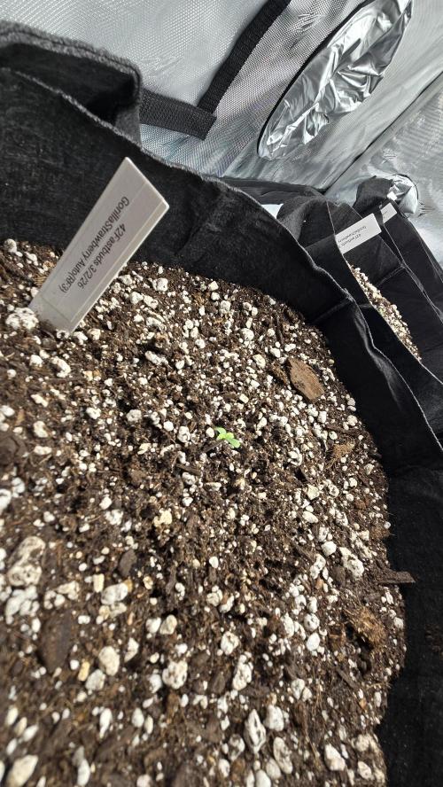 StrawberryGorillaAuto(RF3). Week 0