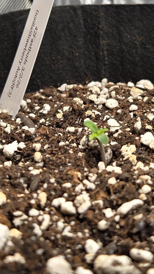 StrawberryGorillaAuto(RF3). Week 0