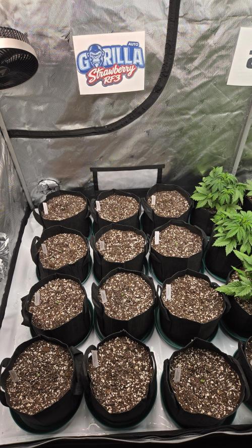 StrawberryGorillaAuto(RF3). Week 0