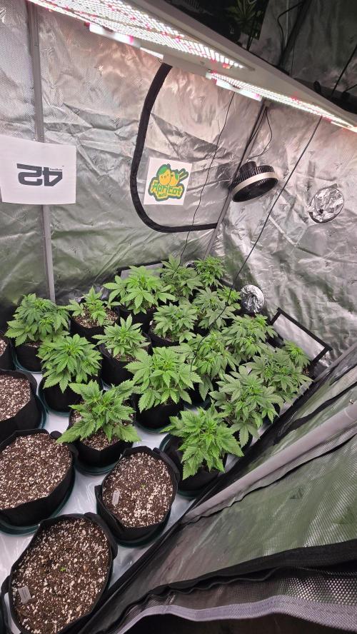 ApricotAuto. Week 3
