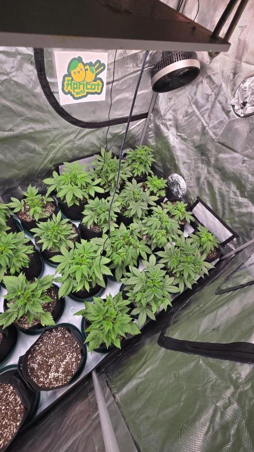 ApricotAuto. Week 3