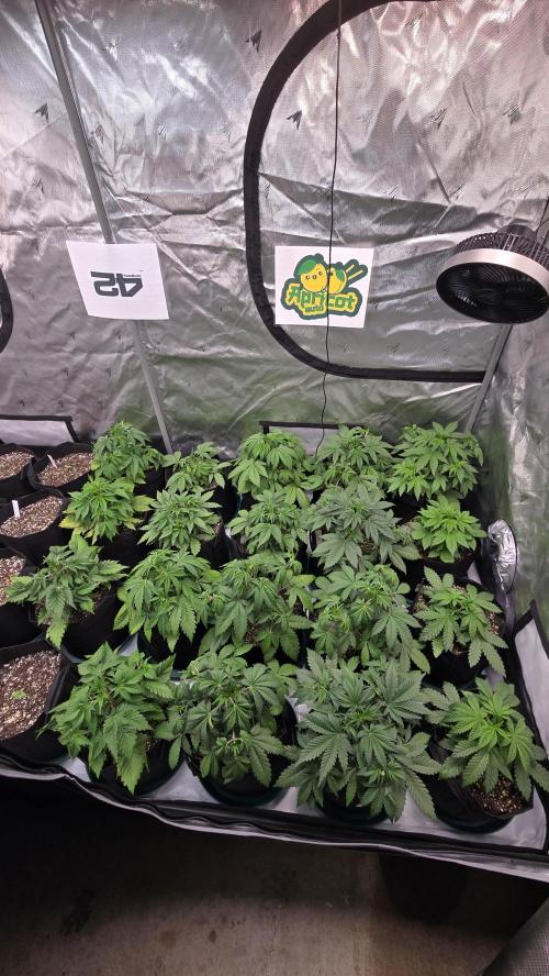 ApricotAuto. Week 3