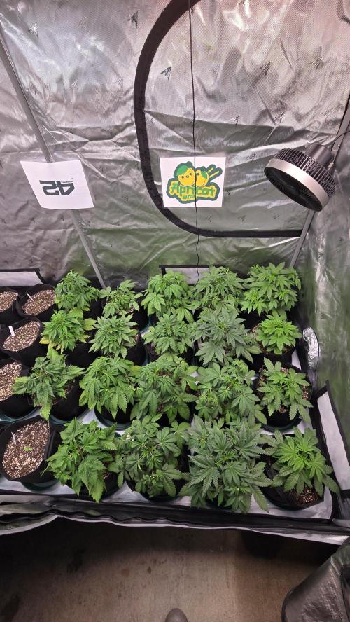 ApricotAuto. Week 3