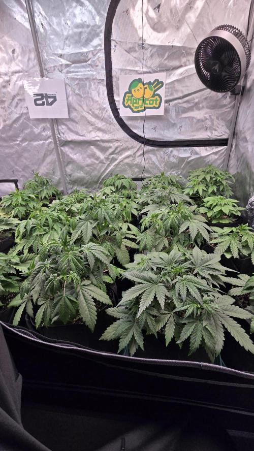 ApricotAuto. Week 3