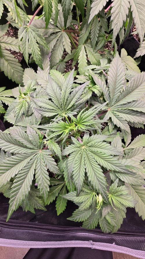 ApricotAuto. Week 3