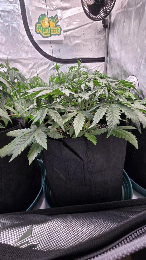 ApricotAuto. Week 3