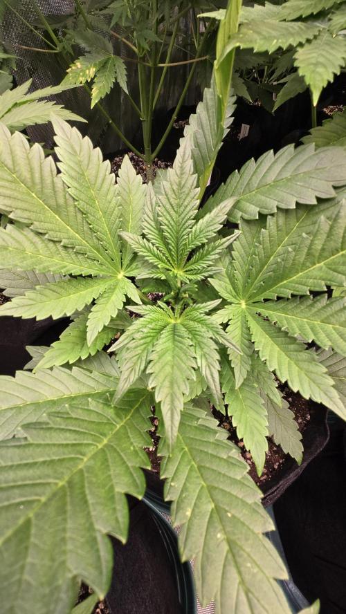 FrostBangerAuto. Week 3