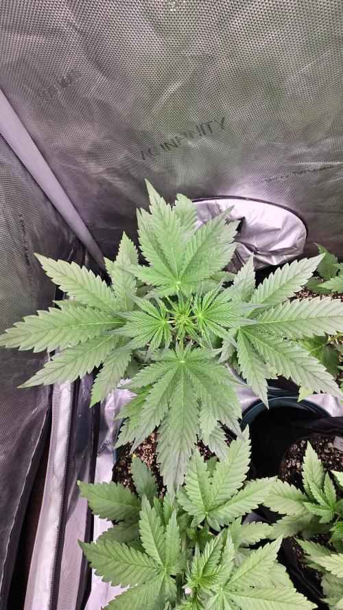 FrostBangerAuto. Week 3