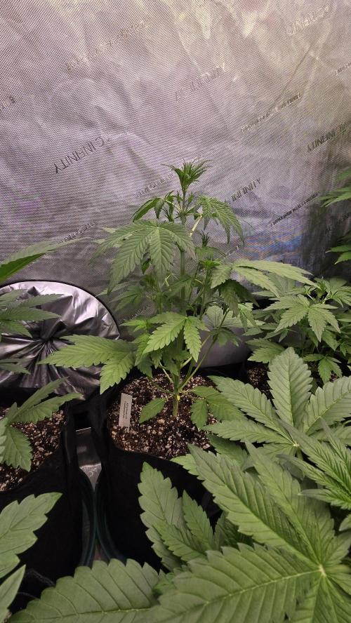 FrostBangerAuto. Week 3