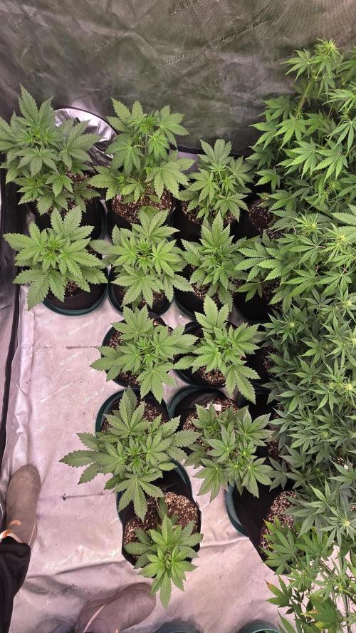 FrostBangerAuto. Week 3
