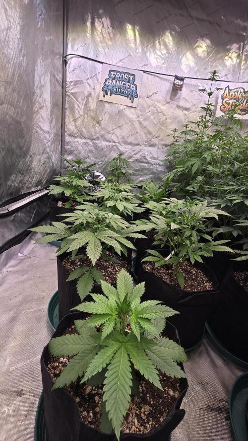 FrostBangerAuto. Week 3