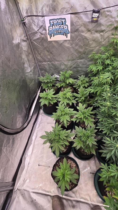 FrostBangerAuto. Week 3