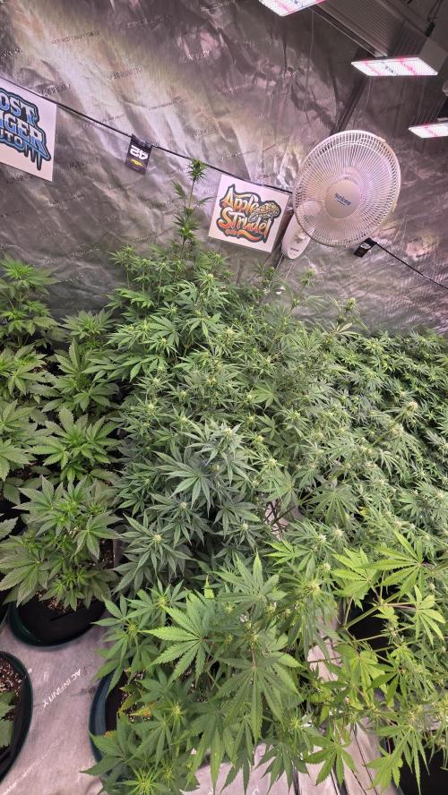 AppleStrudelAuto. Week 5